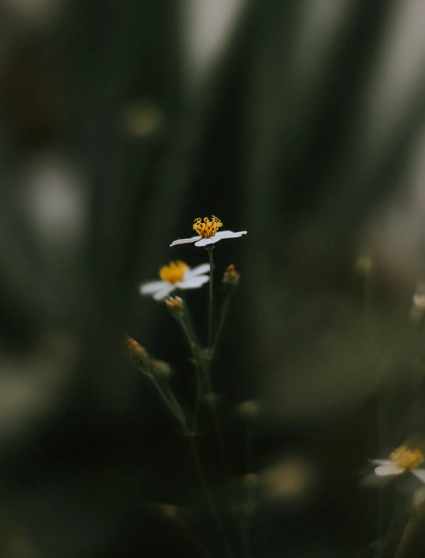 Digital Gift Card - Image 3