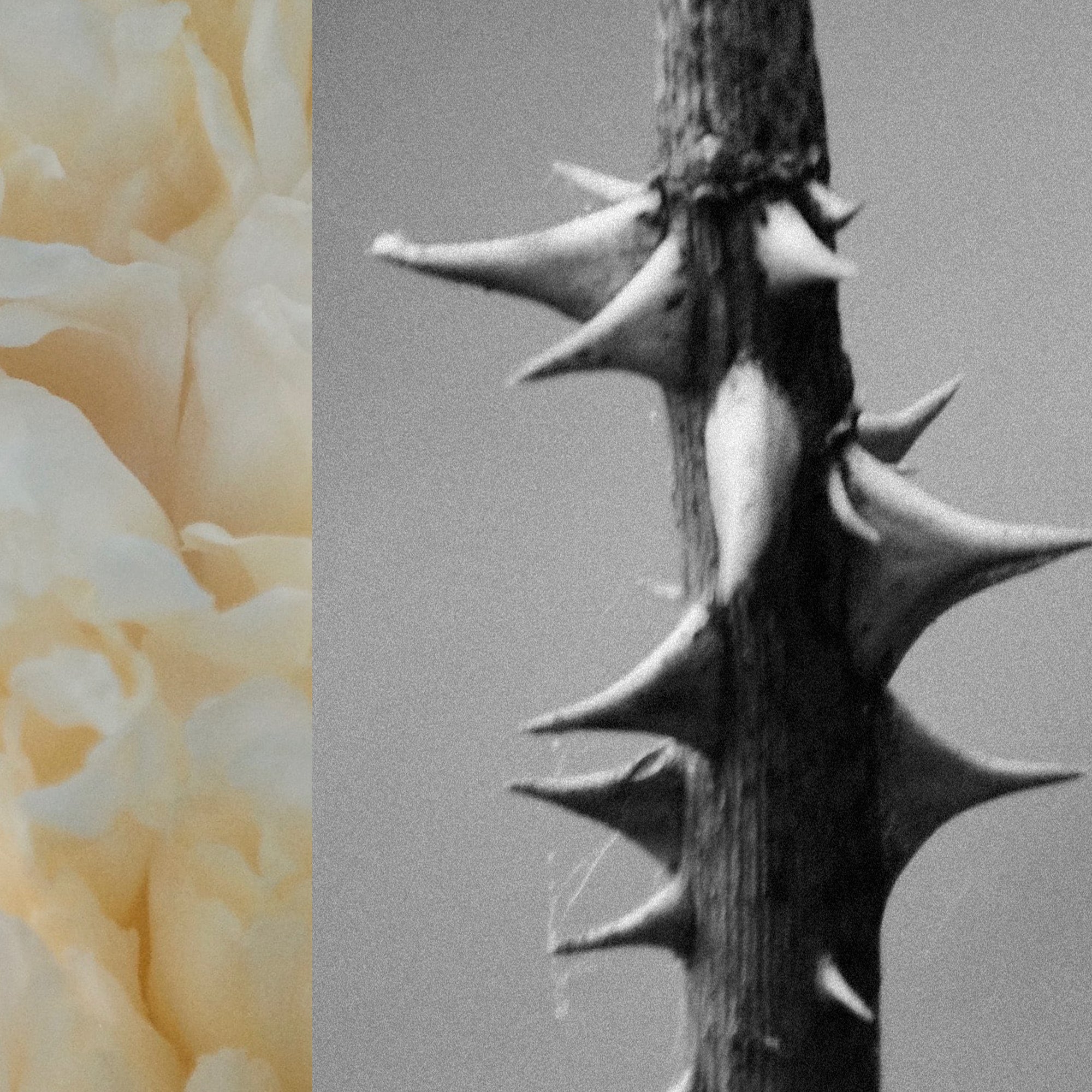 Flora Carnivora - Image 3